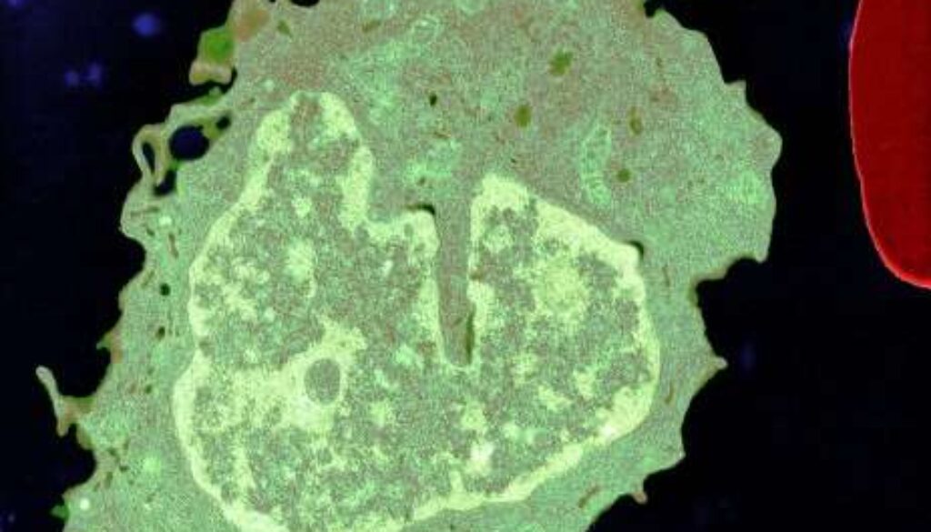 b9990cc8f3_50005424_monocyte-02